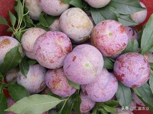 怎样利用互联网销售农产品的方法,怎么建立网上卖自家的农产品网站