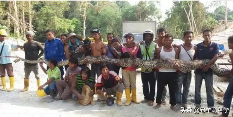 菲律宾电线掉下巨蟒,菲律宾电线上的蟒蛇后续