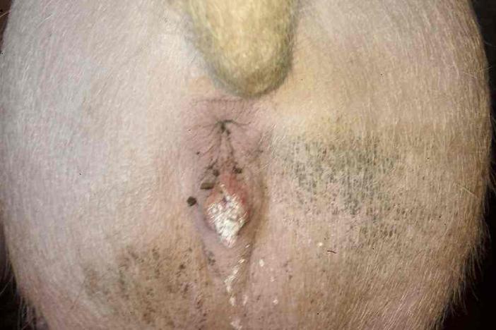 怎样理解阴户黏草配种刚好