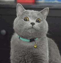 新私塾|喵星人还有这么多英语知识