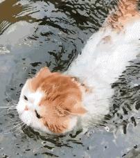 新手铲屎官第一次给猫洗澡,给猫咪洗澡的时候猫咪为什么怕水