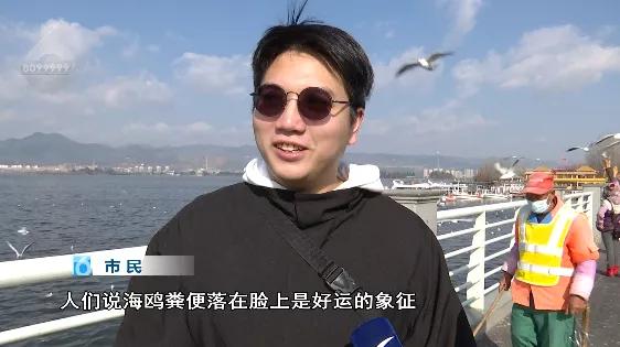 “屎到淋头”？嘴叼面包喂昆明海鸥大家最担心的事情发生了？