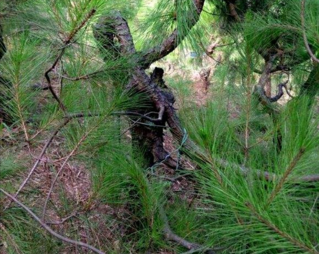 山松盆景新桩较难成活怎么办,适合做盆景的下山松