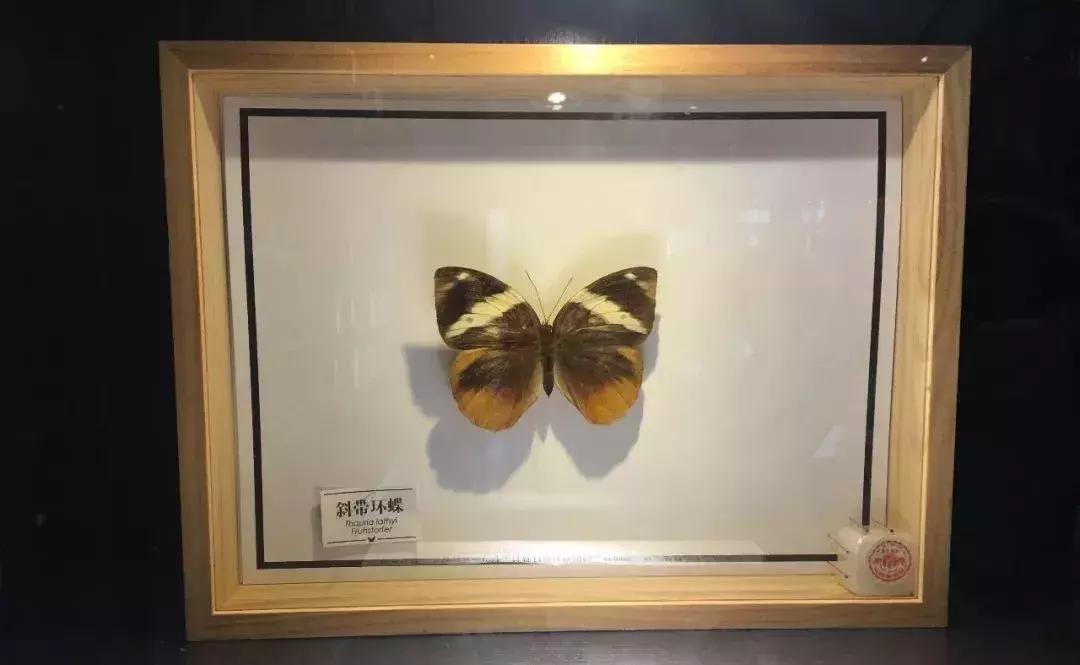 重庆的网红打卡书店在哪,重庆绝不仅仅是一个网红城市