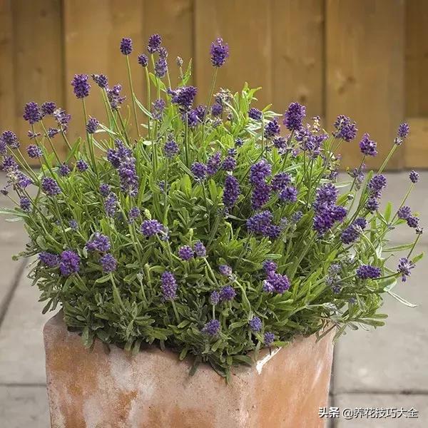 盆栽薰衣草种植方法,薰衣草小盆栽套件种植方法