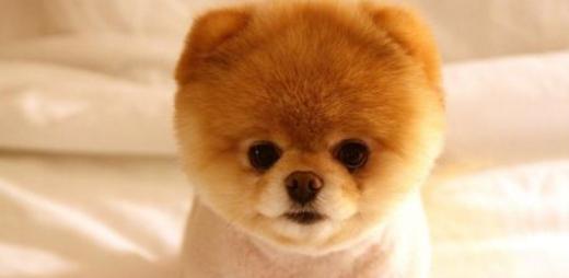 山地犬狗狗的品种,常见的狗狗品种大全