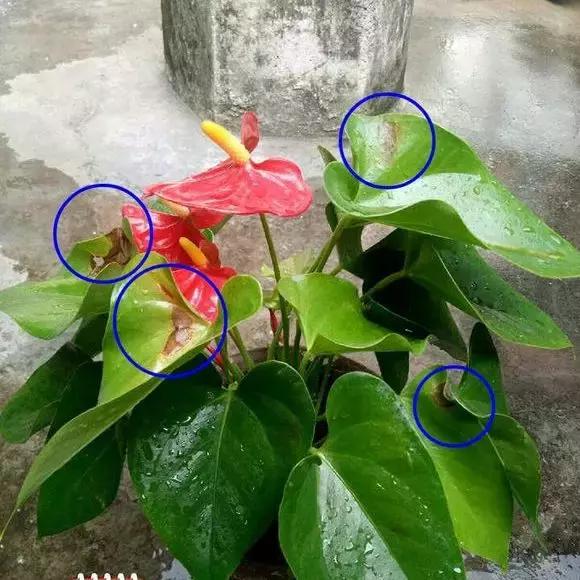 红掌黄叶枯萎是怎么回事,红掌出现黄叶烂叶的处理方法