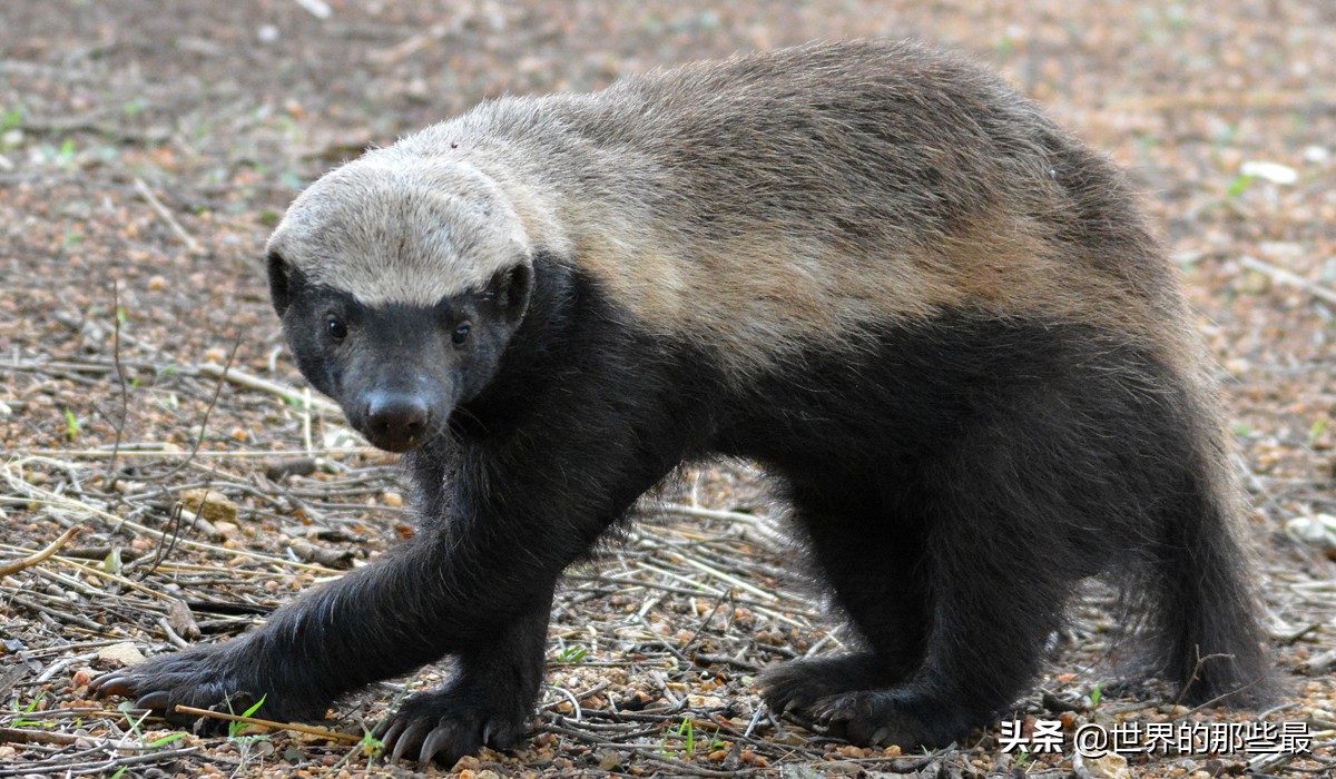 小体型猫科最凶,最凶的猫矮脚猫