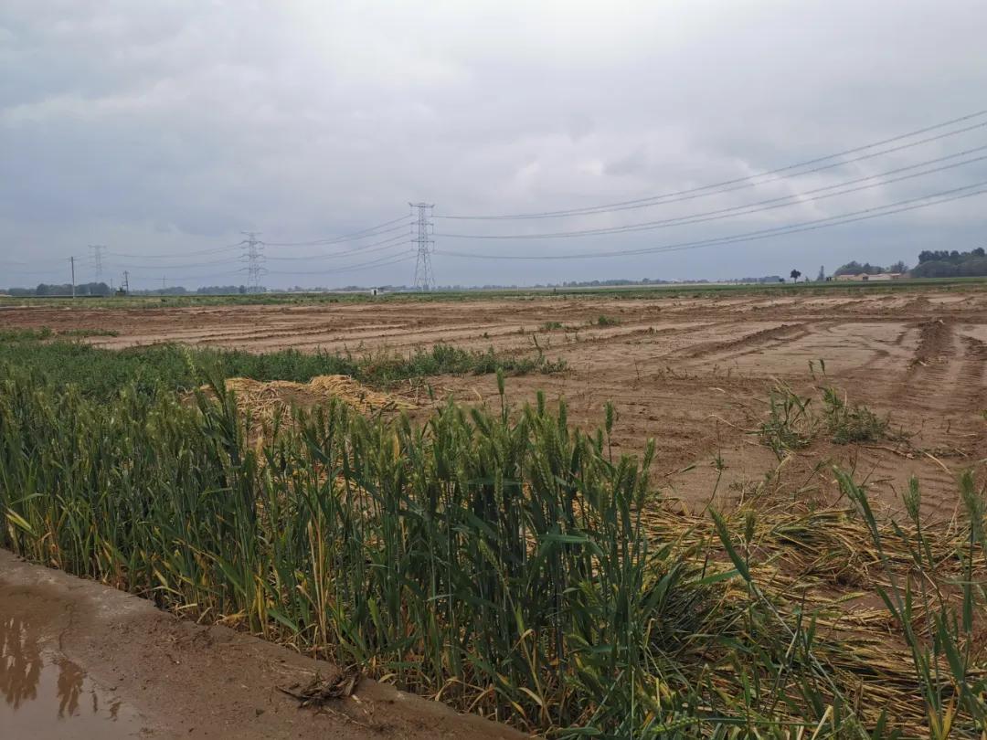 强毁青苗屡禁不止,强毁青苗的真实原因