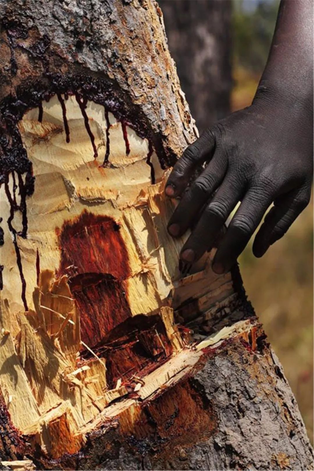 红木血檀最新消息,血檀带出去丢人吗