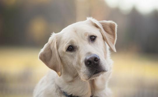 养狗喂狗粮喂多少合适,新手养狗应该怎么给狗狗喂餐