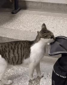 一到毕业季,我们大学的校猫就疯了哈哈哈