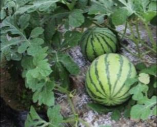 西瓜种植技术与授粉,怎么才能选到脆甜皮薄的西瓜