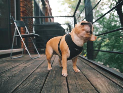 小狗老是跳起来双腿推主人,小狗跳起来咬大狗脚