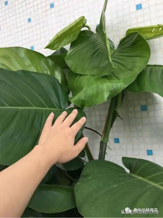 绿萝成灾的最佳方法,家里的绿萝也需要养护和管理