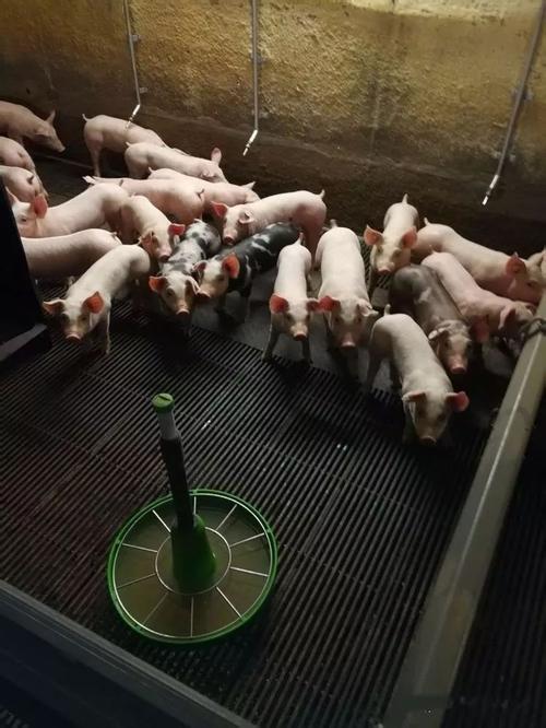 治疗猪感冒的用药配方,治猪感冒最快一招