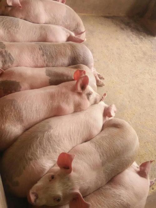 治疗猪感冒的用药配方,治猪感冒最快一招