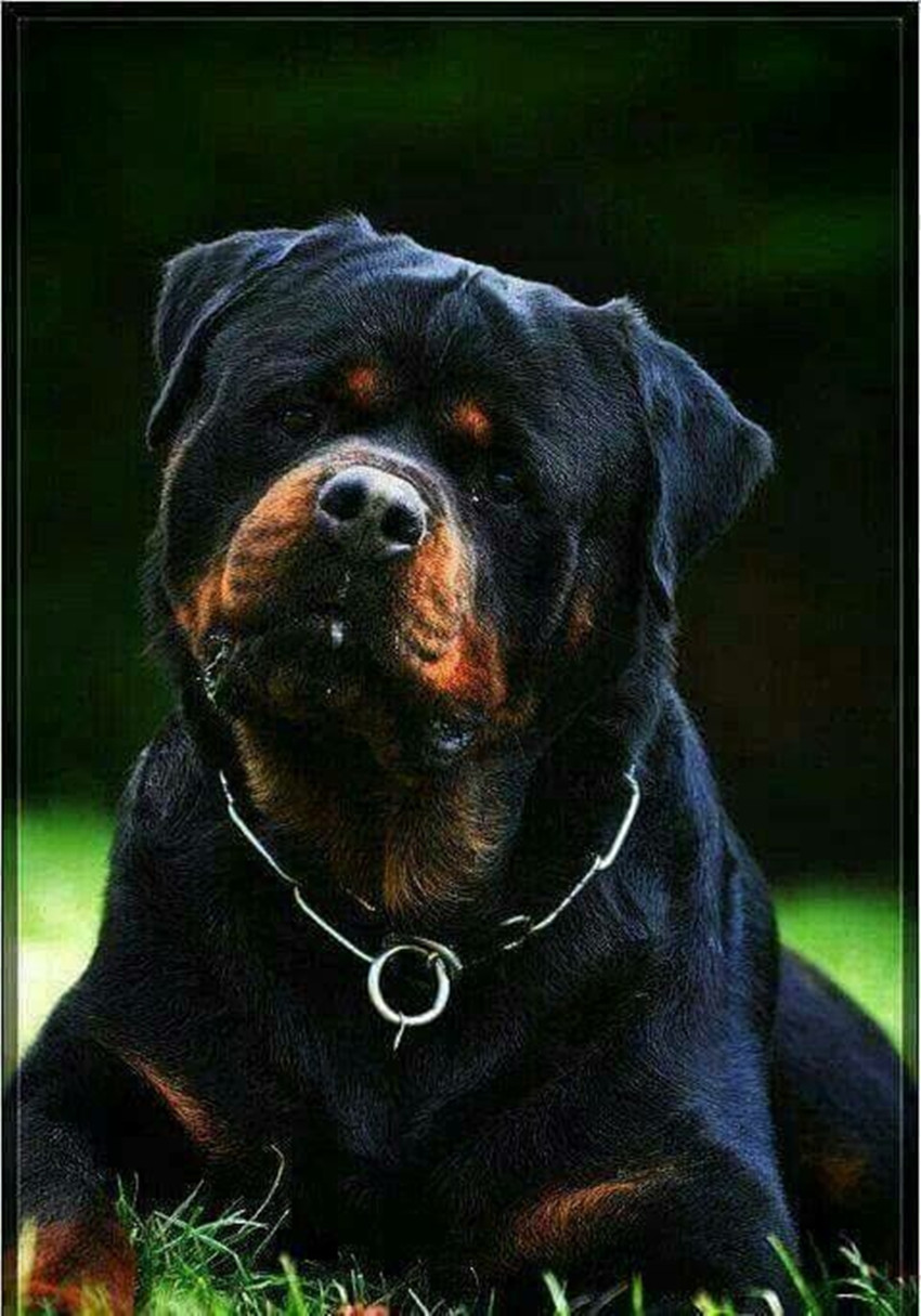 最好的十种猛犬都是哪几种,十大猛犬哪些犬对主人最真诚