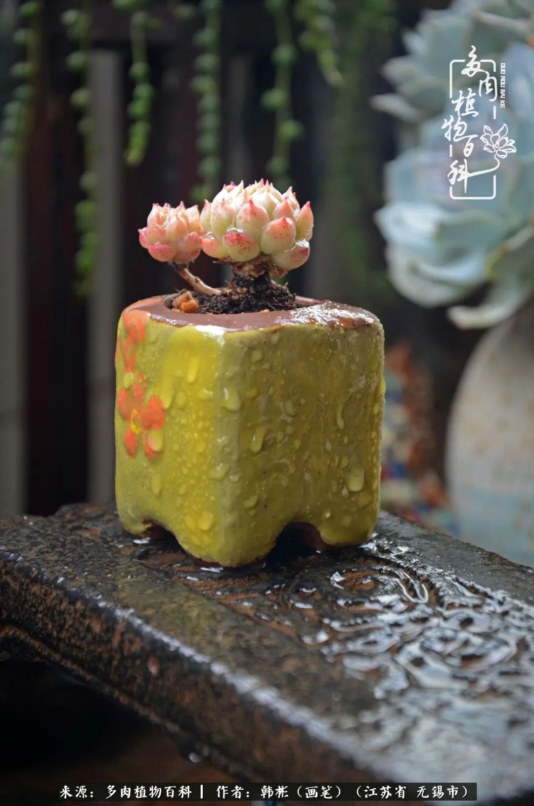 听音乐赏多肉,听音乐赏花赏美景