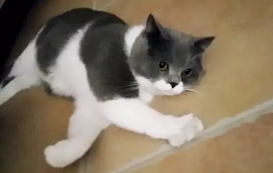 铲屎官学猫叫猫咪会有什么反应,猫咪被铲屎官捉弄