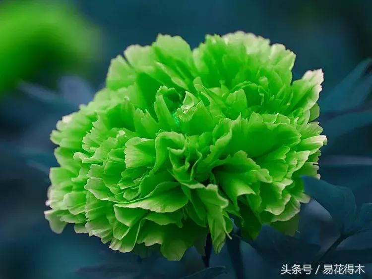 牡丹盆栽品种挑选,巴茨拉牡丹品种介绍