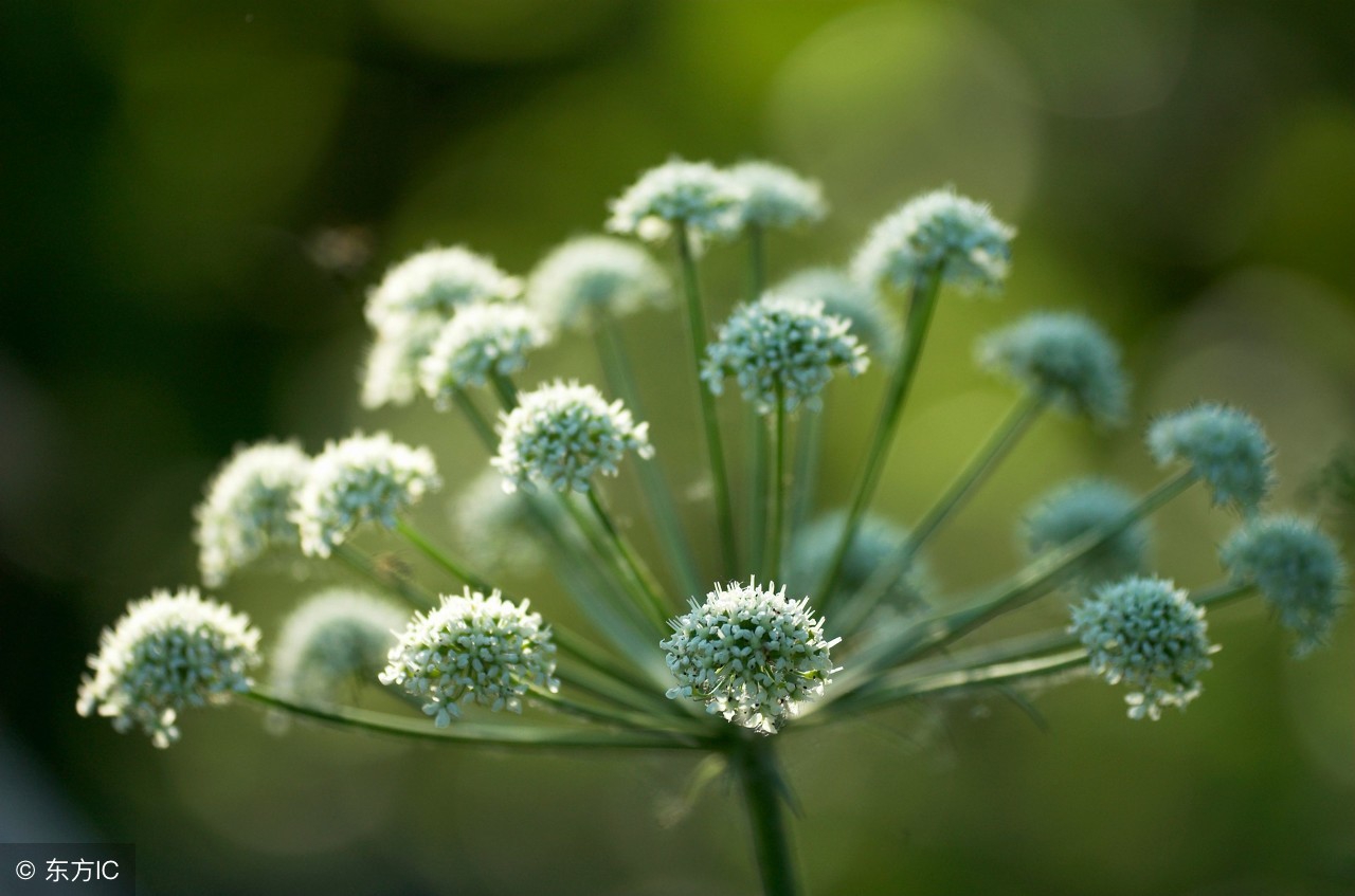 现在种植中药材前景如何,种植中药材亏钱