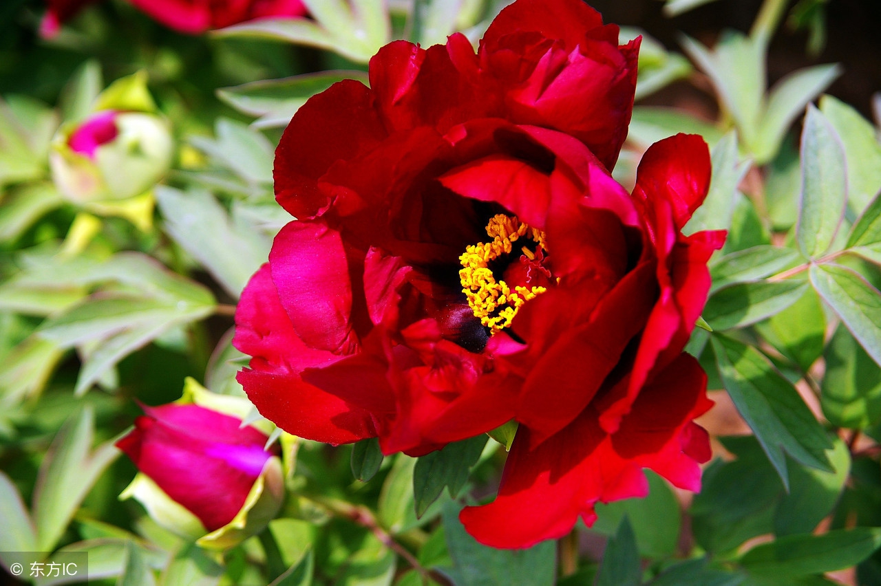 山东车牌是鲁d吗,山东车牌号是不是鲁a