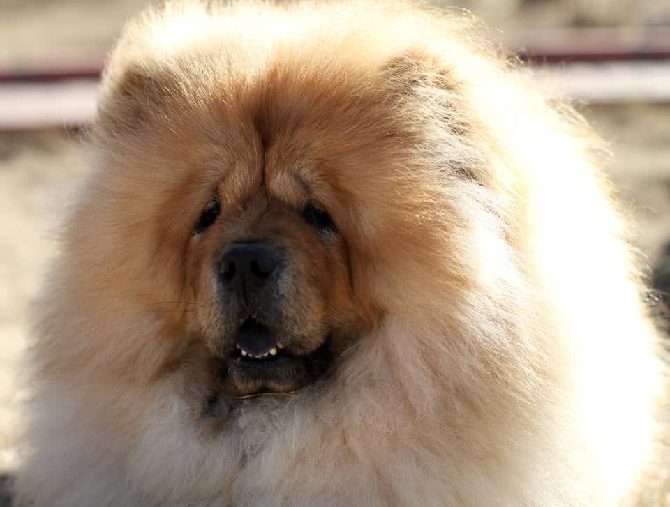 8只哈士奇极限求生,哈士奇犬类智商排名榜前十名