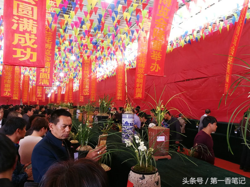 2018年昆明兰花展精品图片,云南兰花展作品欣赏