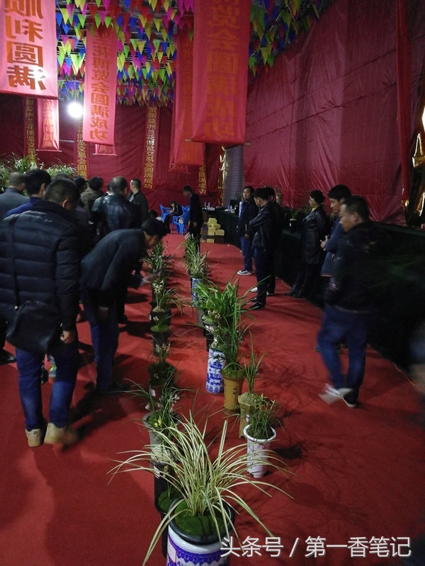 2018年昆明兰花展精品图片,云南兰花展作品欣赏