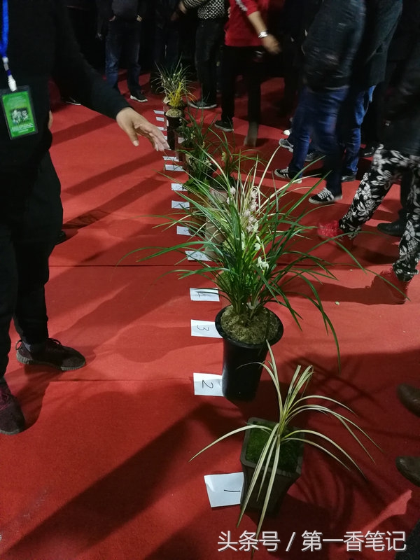 2018年昆明兰花展精品图片,云南兰花展作品欣赏