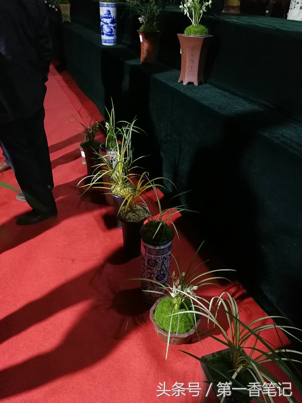 2020年云南兰花展获奖图片,2018年昆明兰花展精品图片