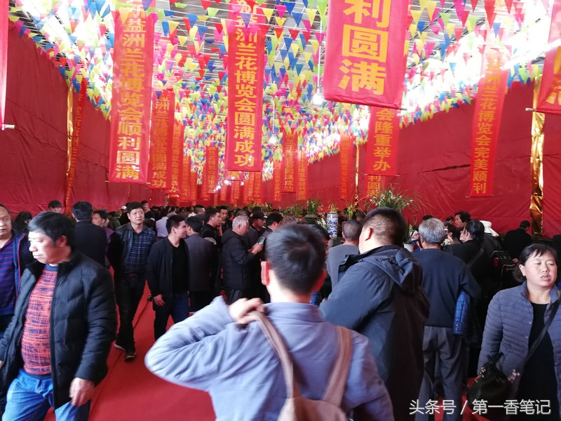 2020年云南兰花展获奖图片,2018年昆明兰花展精品图片