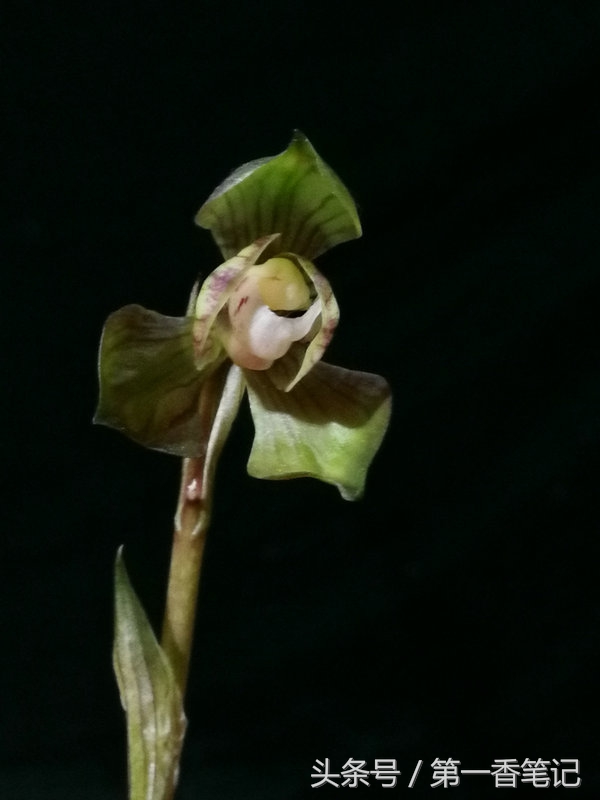 2018年昆明兰花展精品图片,云南兰花展作品欣赏