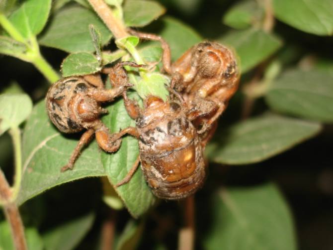 鄄城县哪里有金蝉,鄄城哪里有种金蝉
