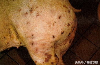 猪的常见病有哪些猪丹毒,猪得了丹毒病怎么引起的