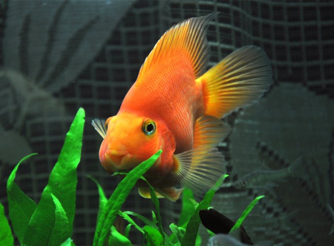 五彩缤纷绚丽多彩的观赏鱼,多彩缤纷的热带鱼图片