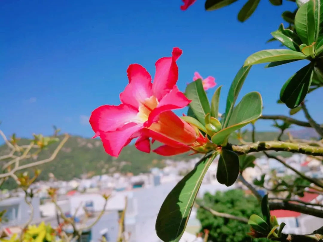 越南芽庄旅行感悟,越南芽庄旅行的感觉