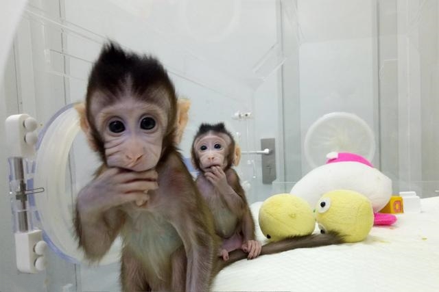 专栏｜克隆猴可以，为什么克隆人不行