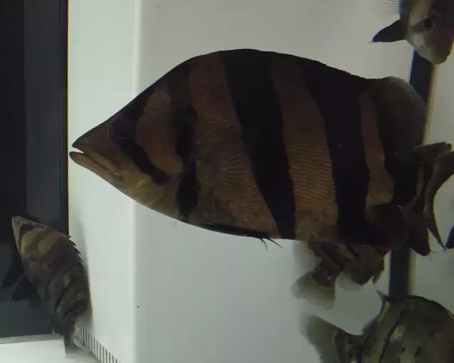 泰虎印尼虎和苏虎鱼哪个好看,泰虎印尼虎苏门答腊虎哪个好