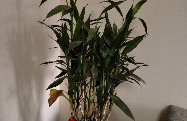 富贵竹叶子发黄蔫了怎么办,富贵竹叶子发黄后怎么办