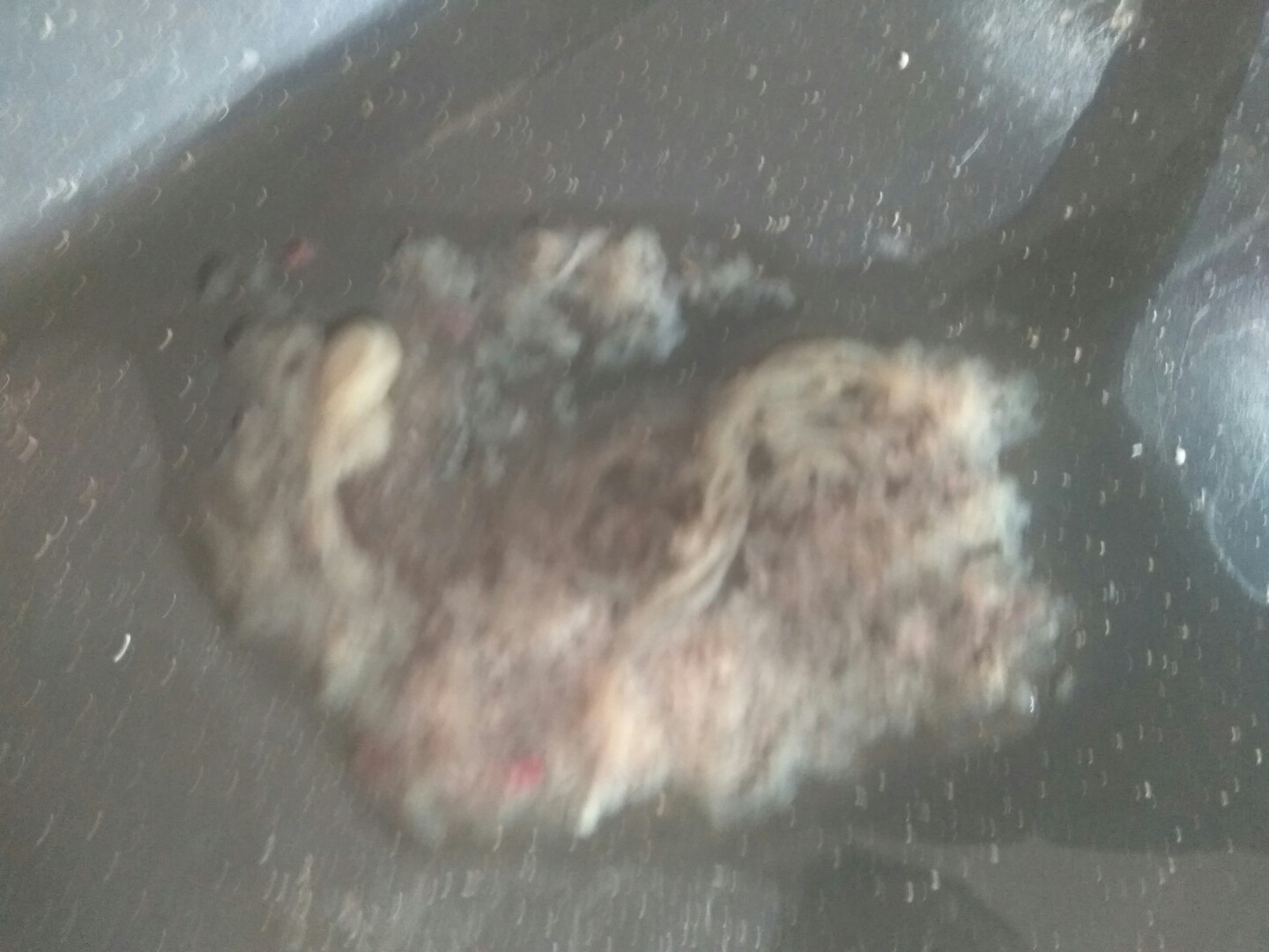 犬细小病毒的诊断与治疗论文,犬细小病毒单克隆抗体