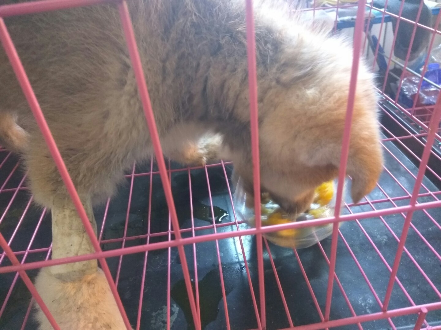 犬细小病毒治疗简单方法,犬细小病毒治疗后期康复