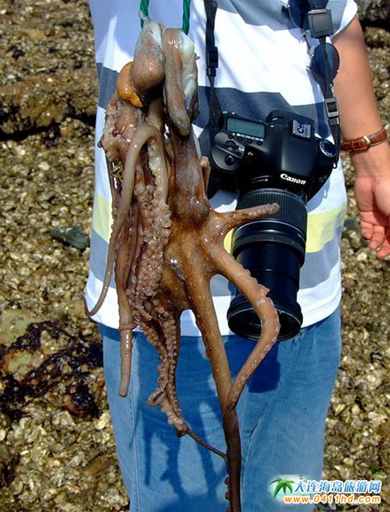 赶海捉海螺贝壳,唐山赶海抓短蛸的地方