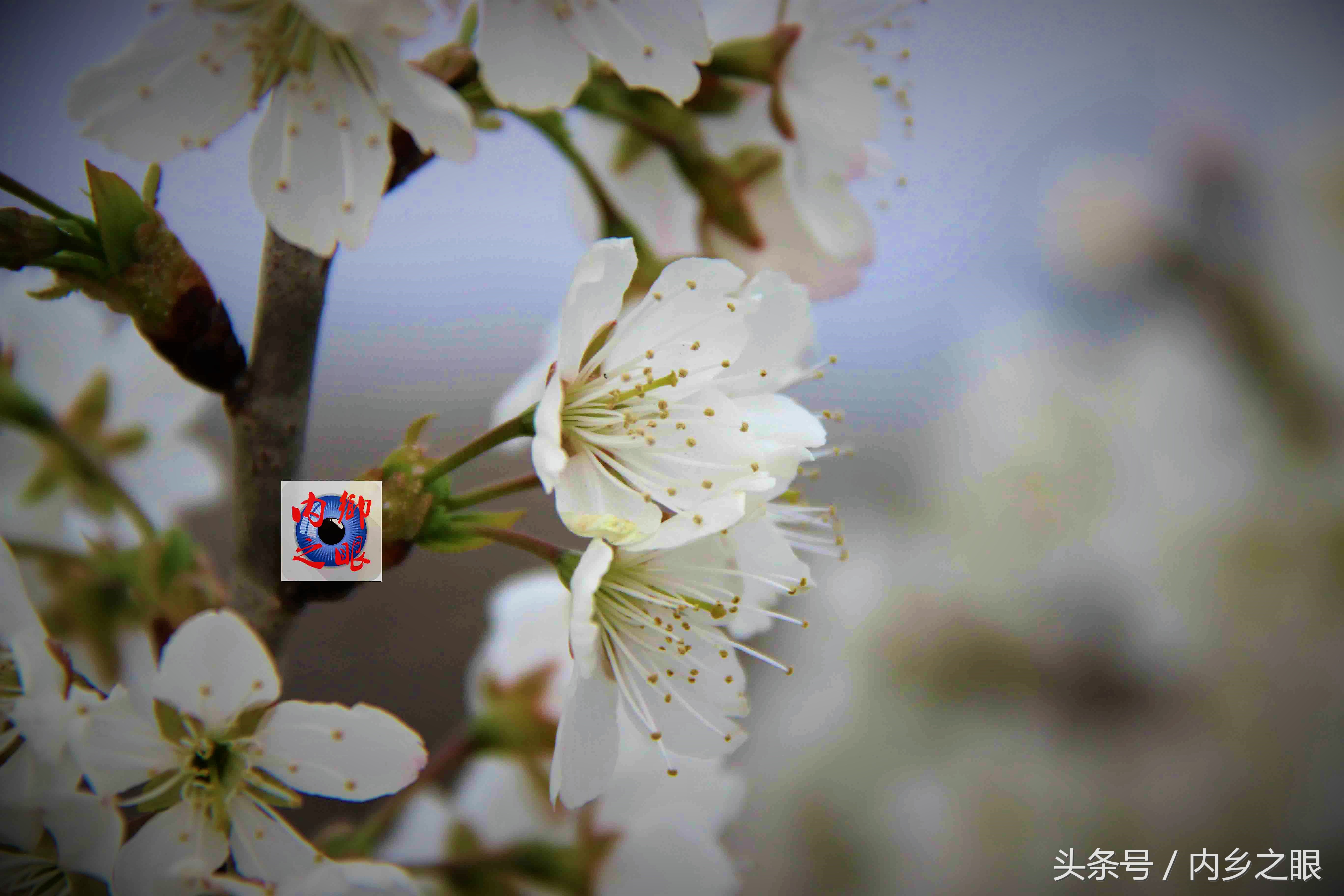 鍒版ū妗冩矡閲屾憳妯辨,鍐呬埂妯辨娌熸ū妗冪啛浜嗗悧