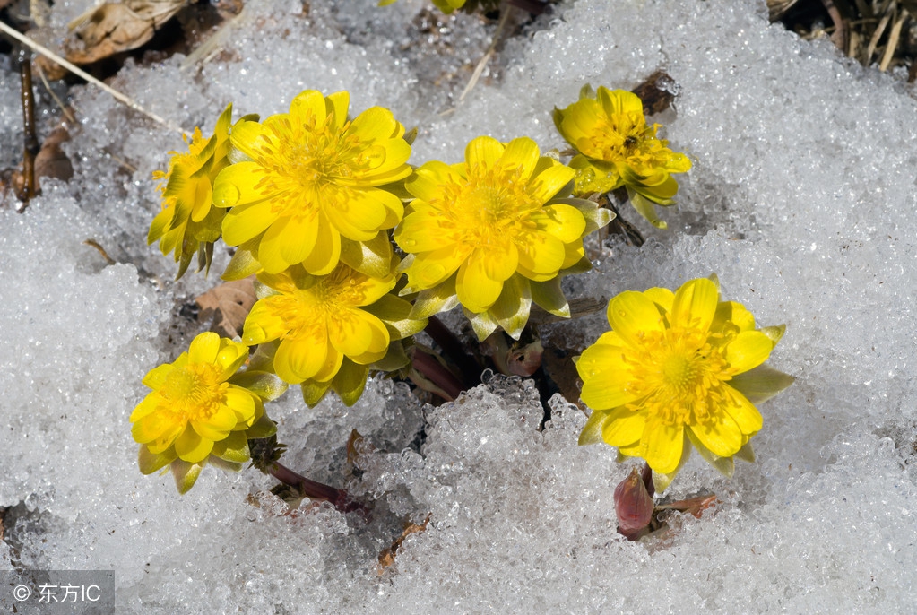 抖音雪中花,雪中花简谱