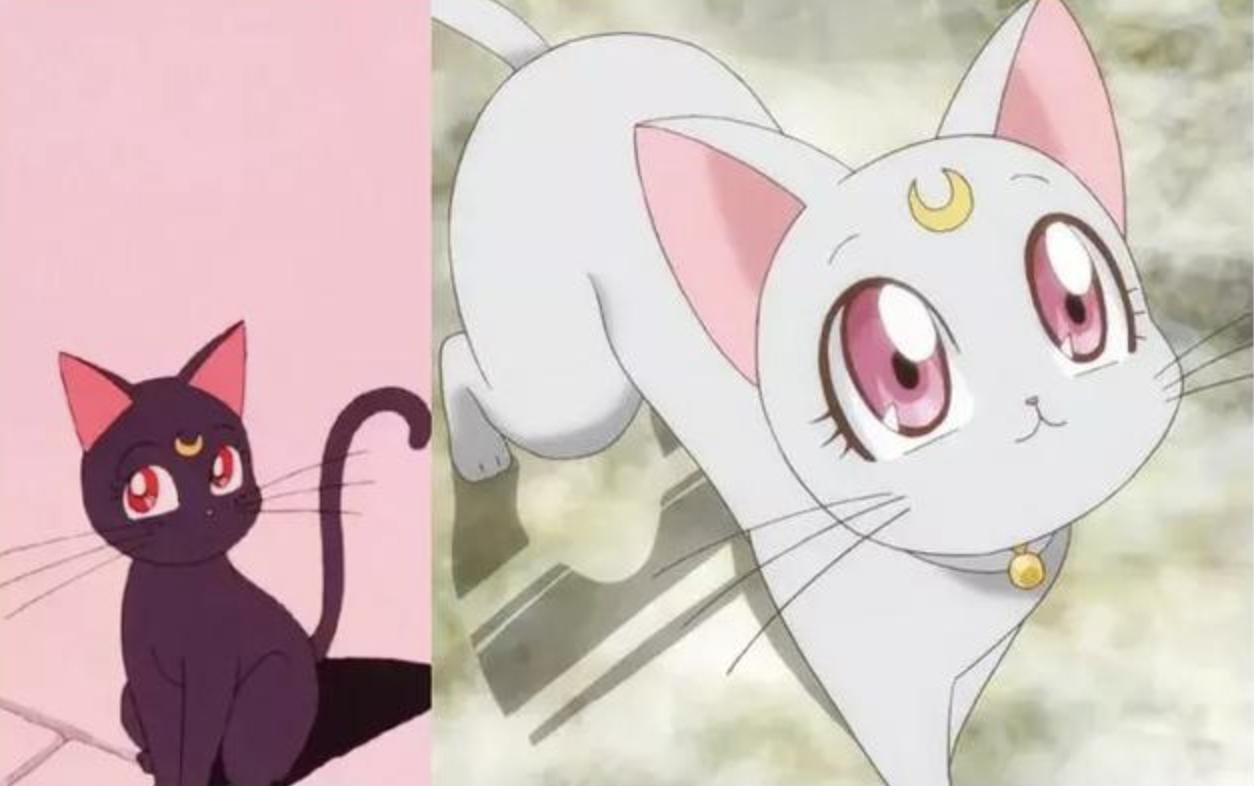 感觉自己养了一只猫是假猫 (你会觉得自己养了一只假猫吗)