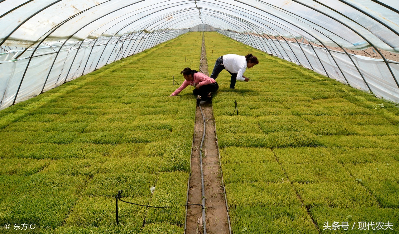水稻机插秧育苗管理的全过程视频,无土水稻育苗技术视频