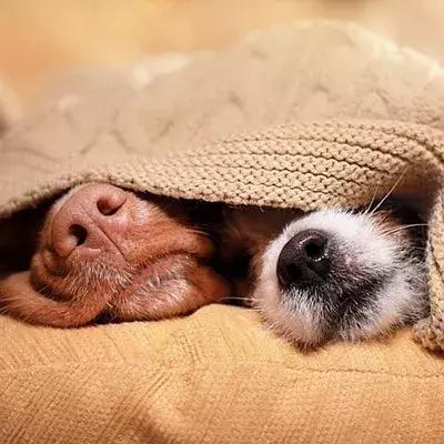 因为太爱狗鼻子，这帮老外搞了个“拜黑鼻头”神教！