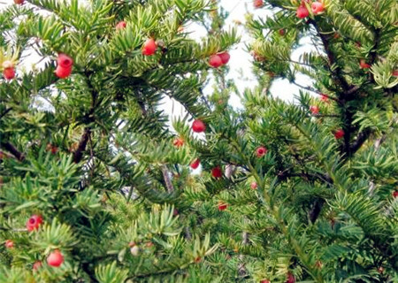 直径80的野生红豆杉值多少,2023年新鲜红豆杉果子多少一公斤